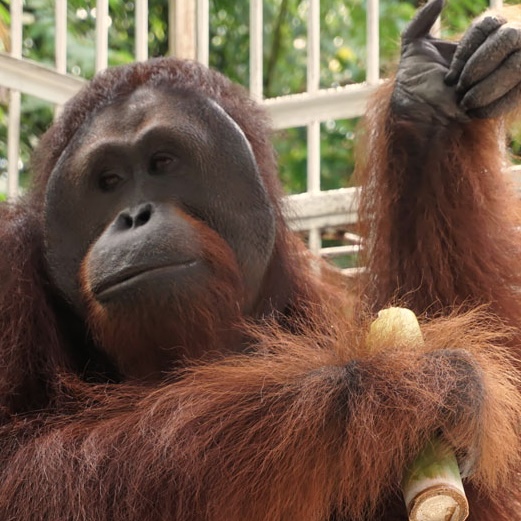 Mamat Softwaredam Orangutan